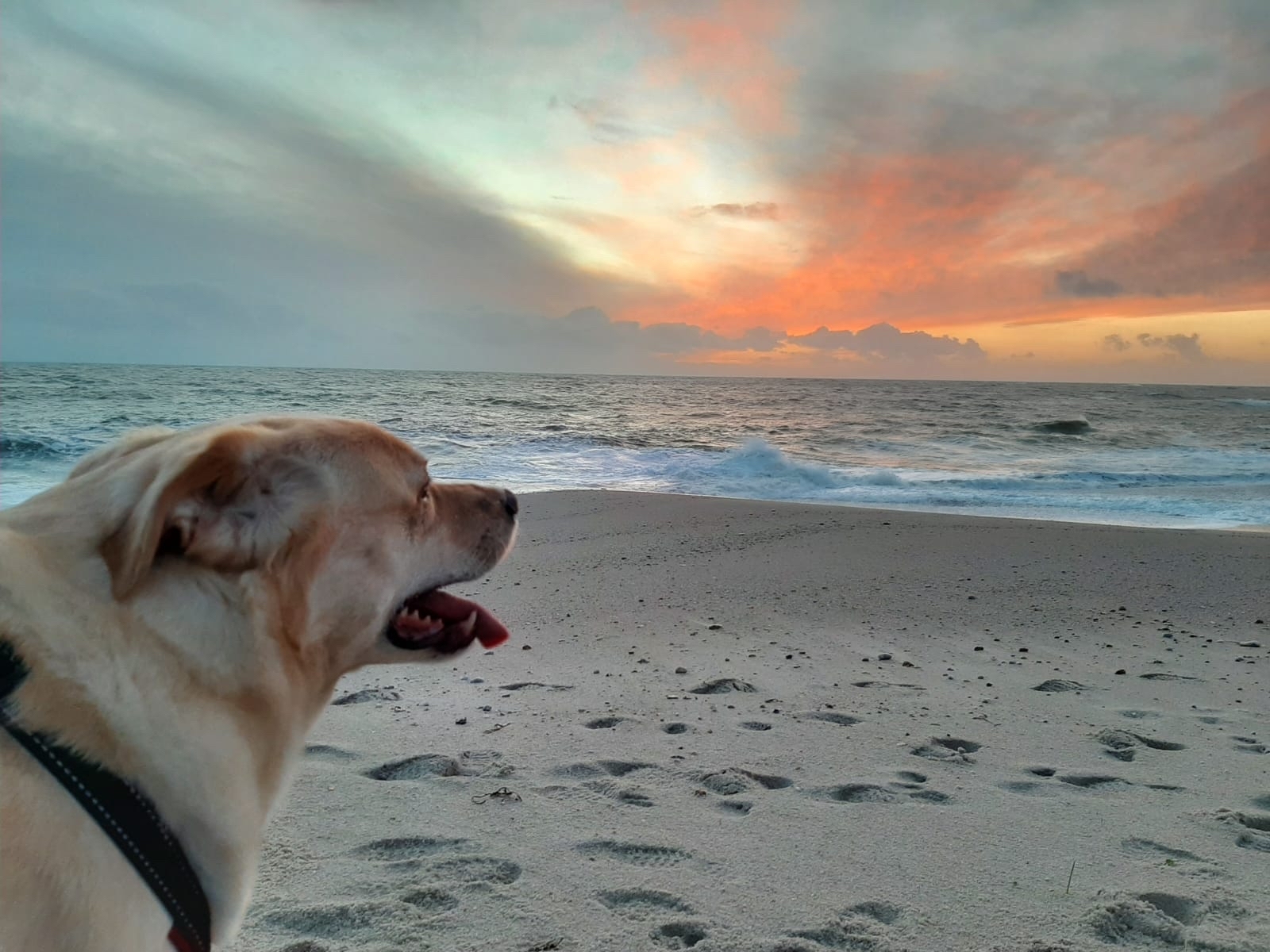 Chien Canin Marin