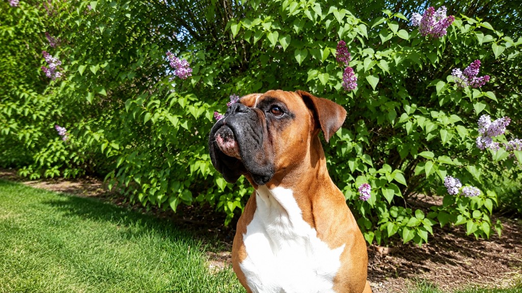 Max, le Boxer compagnon à l'origine de Canin Marin